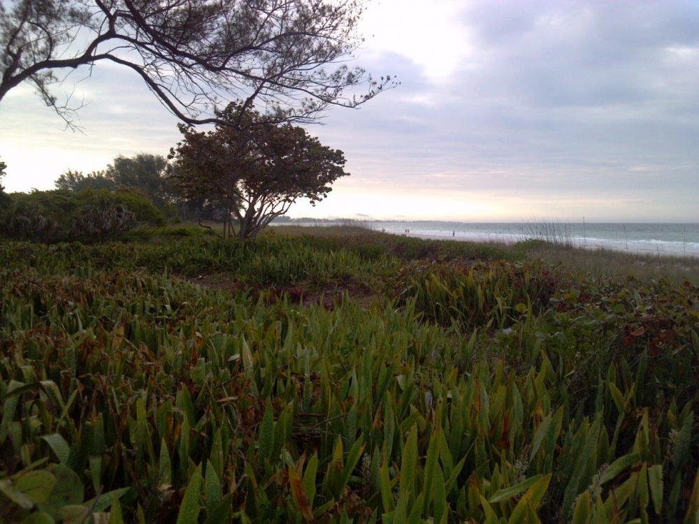 Beach dune (1).jpg